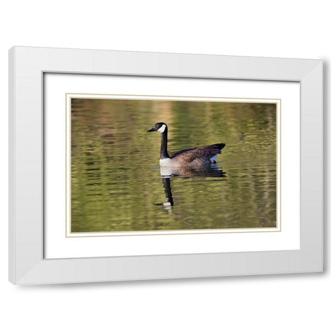 Blue jay White Modern Wood Framed Art Print with Double Matting by Jones, Adam
