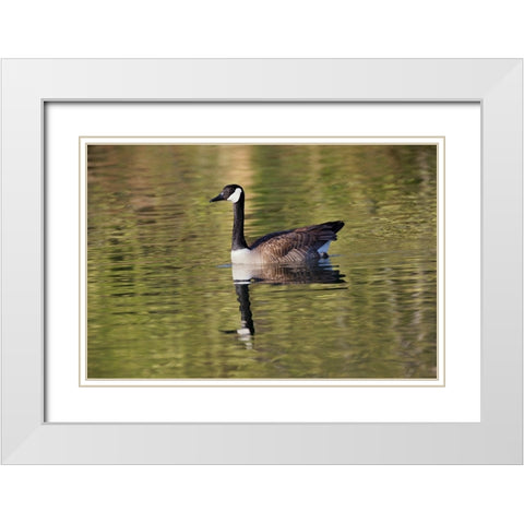 Blue jay White Modern Wood Framed Art Print with Double Matting by Jones, Adam