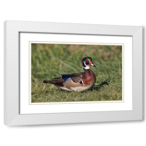Male wood duck, White Modern Wood Framed Art Print with Double Matting by Jones, Adam