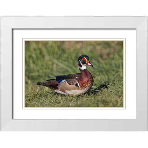Male wood duck, White Modern Wood Framed Art Print with Double Matting by Jones, Adam