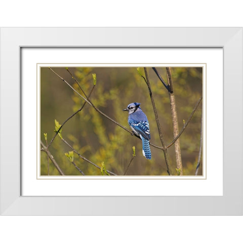 Blue jay White Modern Wood Framed Art Print with Double Matting by Jones, Adam