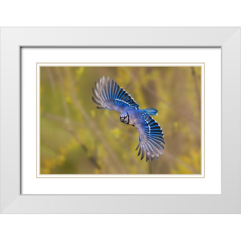 Blue jay flying White Modern Wood Framed Art Print with Double Matting by Jones, Adam