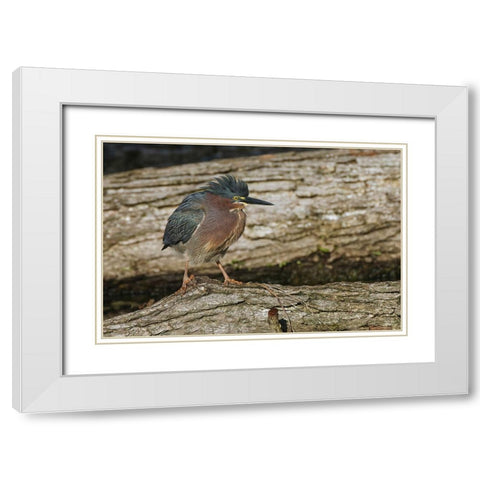 Green heron White Modern Wood Framed Art Print with Double Matting by Jones, Adam