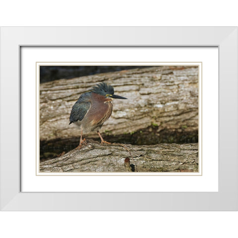 Green heron White Modern Wood Framed Art Print with Double Matting by Jones, Adam