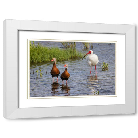 Pair of Black-bellied whistling ducks and White ibis-South Padre Island White Modern Wood Framed Art Print with Double Matting by Jones, Adam