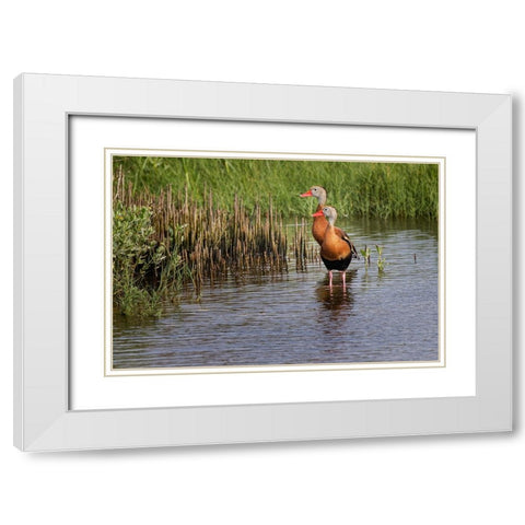 Pair of Black-bellied whistling ducks-South Padre Island White Modern Wood Framed Art Print with Double Matting by Jones, Adam
