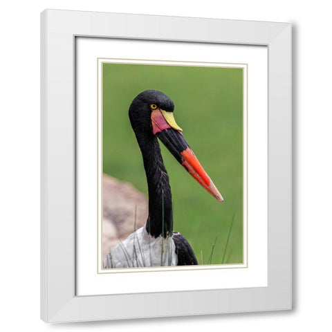 Female Saddle-billed stork White Modern Wood Framed Art Print with Double Matting by Jones, Adam