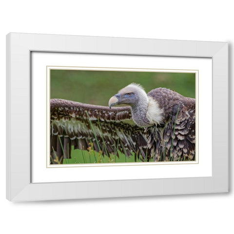 Ruppels griffon vulture-Critically endangered species White Modern Wood Framed Art Print with Double Matting by Jones, Adam