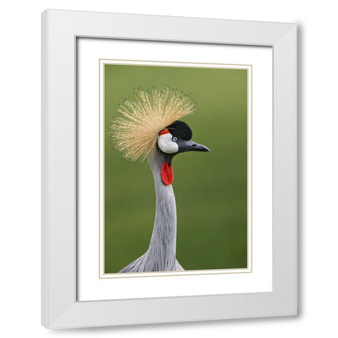 African crowned crane White Modern Wood Framed Art Print with Double Matting by Jones, Adam