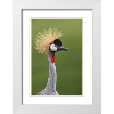 African crowned crane White Modern Wood Framed Art Print with Double Matting by Jones, Adam