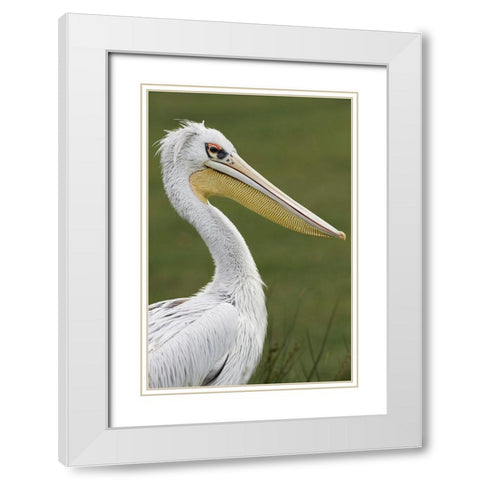 Pink-backed Pelican White Modern Wood Framed Art Print with Double Matting by Jones, Adam