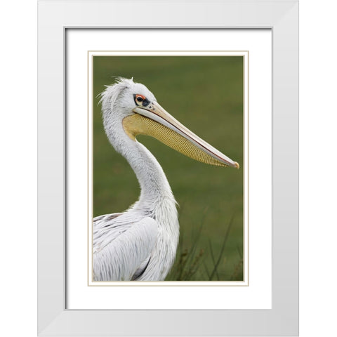 Pink-backed Pelican White Modern Wood Framed Art Print with Double Matting by Jones, Adam