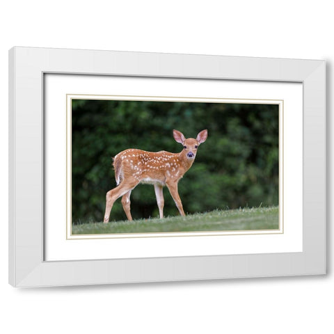Very young white-tailed deer fawn White Modern Wood Framed Art Print with Double Matting by Jones, Adam