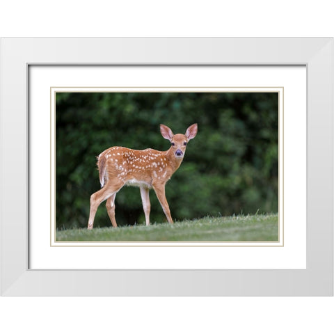 Very young white-tailed deer fawn White Modern Wood Framed Art Print with Double Matting by Jones, Adam