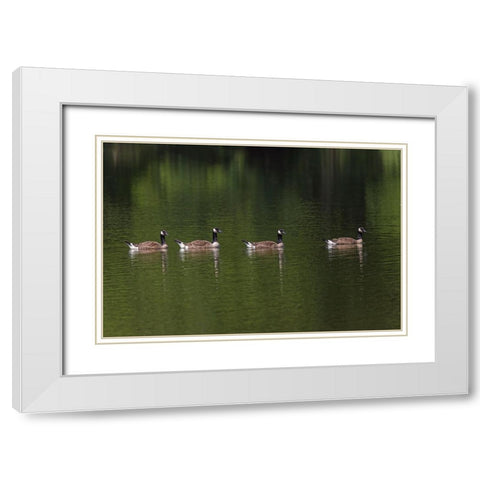 Canada geese swimming together White Modern Wood Framed Art Print with Double Matting by Jones, Adam