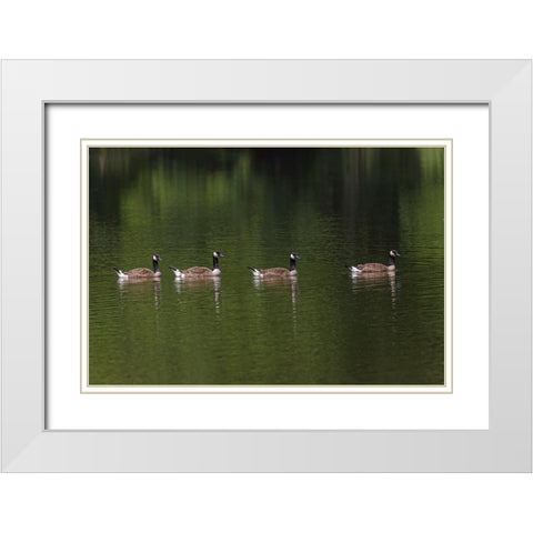 Canada geese swimming together White Modern Wood Framed Art Print with Double Matting by Jones, Adam