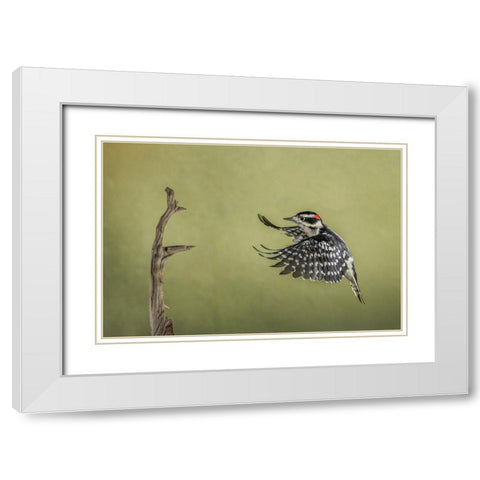 Downy woodpecker flying White Modern Wood Framed Art Print with Double Matting by Jones, Adam