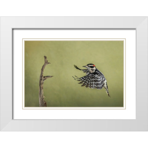 Downy woodpecker flying White Modern Wood Framed Art Print with Double Matting by Jones, Adam