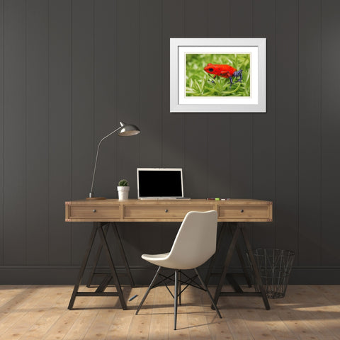Blue-jeans frog-Strawberry poison dart frog White Modern Wood Framed Art Print with Double Matting by Jones, Adam
