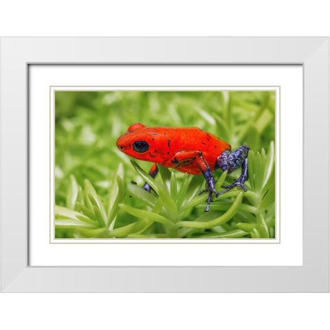 Blue-jeans frog-Strawberry poison dart frog White Modern Wood Framed Art Print with Double Matting by Jones, Adam