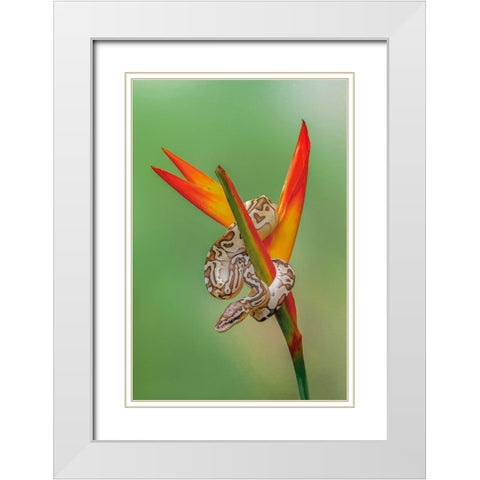 Ball python White Modern Wood Framed Art Print with Double Matting by Jones, Adam