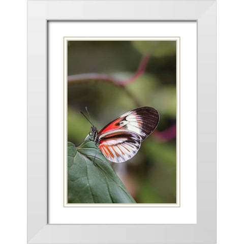 Piano key or Postman butterflies White Modern Wood Framed Art Print with Double Matting by Jones, Adam