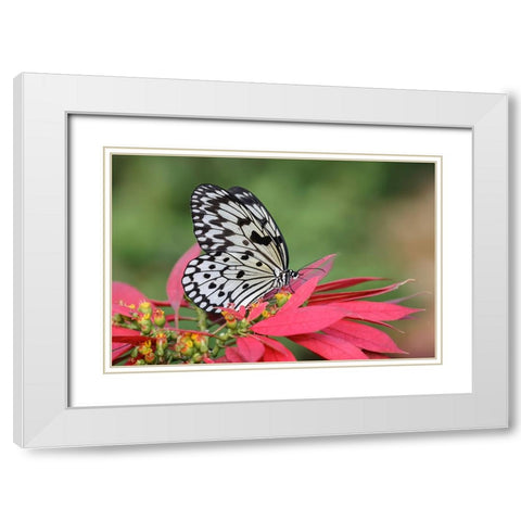 Paper kite or Large tree nymph butterfly White Modern Wood Framed Art Print with Double Matting by Jones, Adam