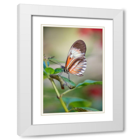 Piano key or Postman butterflies White Modern Wood Framed Art Print with Double Matting by Jones, Adam