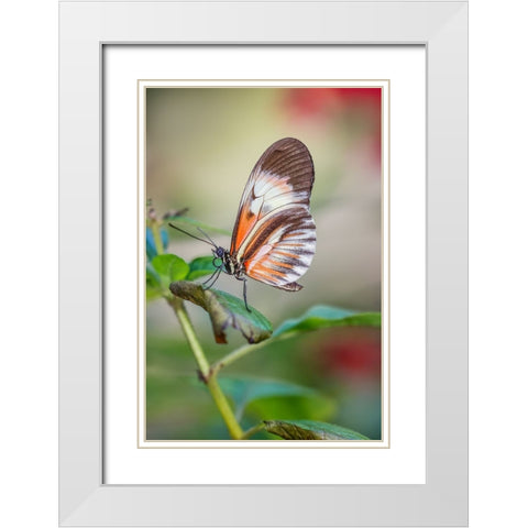 Piano key or Postman butterflies White Modern Wood Framed Art Print with Double Matting by Jones, Adam