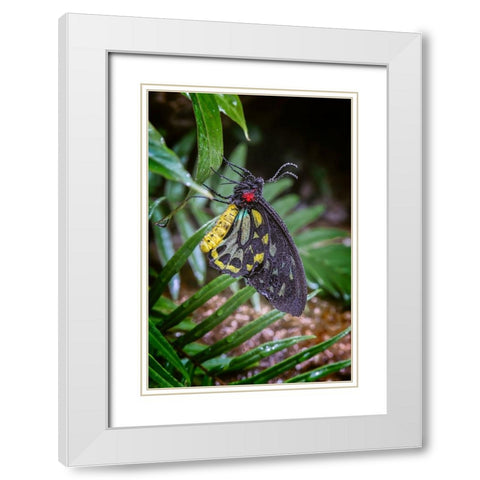 Common green birdwing-Cape York Birdwing White Modern Wood Framed Art Print with Double Matting by Jones, Adam