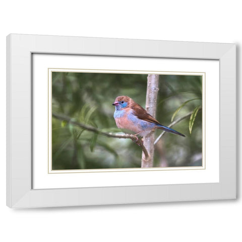 Female Red-cheeked cordon-bleu White Modern Wood Framed Art Print with Double Matting by Jones, Adam