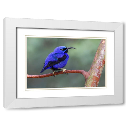 Yellow-legged honeycreeper-native to South America White Modern Wood Framed Art Print with Double Matting by Jones, Adam