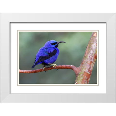 Yellow-legged honeycreeper-native to South America White Modern Wood Framed Art Print with Double Matting by Jones, Adam