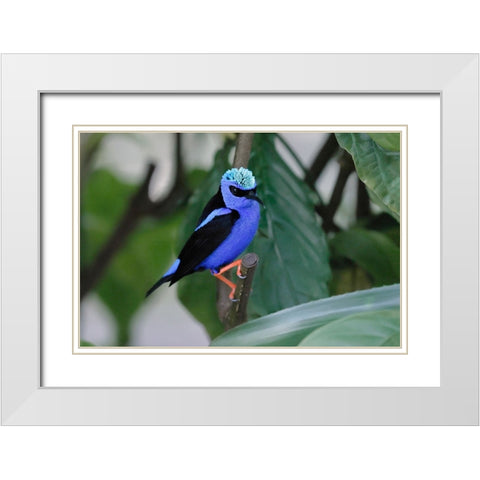 Red-legged honeycreeper White Modern Wood Framed Art Print with Double Matting by Jones, Adam