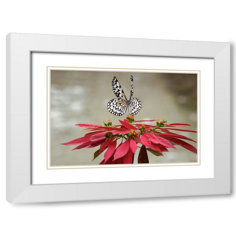 Paper kite or Large tree nymph butterfly flying White Modern Wood Framed Art Print with Double Matting by Jones, Adam
