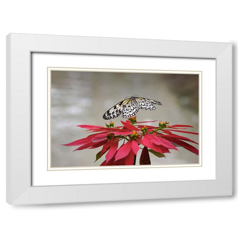 Paper kite or Large tree nymph butterfly flying White Modern Wood Framed Art Print with Double Matting by Jones, Adam