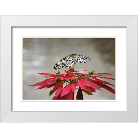 Paper kite or Large tree nymph butterfly flying White Modern Wood Framed Art Print with Double Matting by Jones, Adam