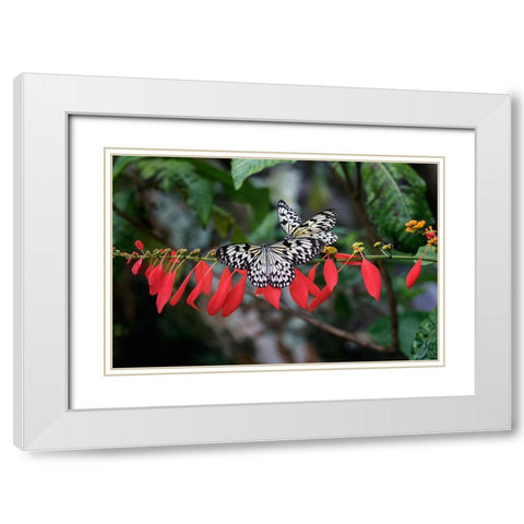 Paper kite or Large tree nymph butterfly flying White Modern Wood Framed Art Print with Double Matting by Jones, Adam