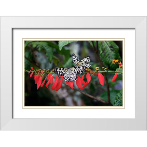 Paper kite or Large tree nymph butterfly flying White Modern Wood Framed Art Print with Double Matting by Jones, Adam