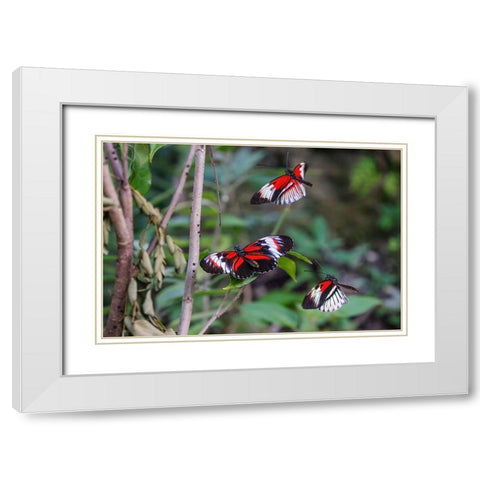 Piano key or Postman butterflies flying White Modern Wood Framed Art Print with Double Matting by Jones, Adam