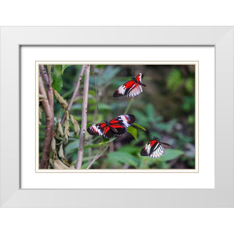 Piano key or Postman butterflies flying White Modern Wood Framed Art Print with Double Matting by Jones, Adam