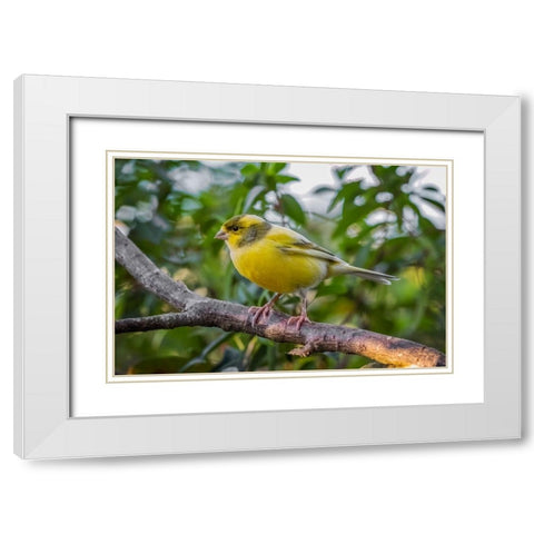 Canary-native to Canary Island White Modern Wood Framed Art Print with Double Matting by Jones, Adam