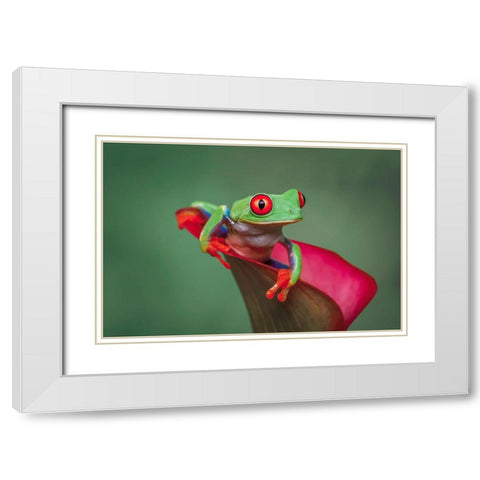 Red-eyed tree frog White Modern Wood Framed Art Print with Double Matting by Jones, Adam