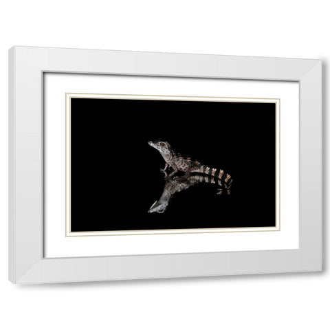 Crocodile Gecko-Moorish Gecko White Modern Wood Framed Art Print with Double Matting by Jones, Adam