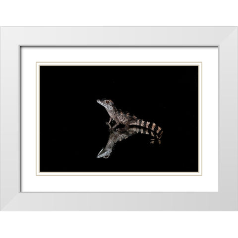 Crocodile Gecko-Moorish Gecko White Modern Wood Framed Art Print with Double Matting by Jones, Adam