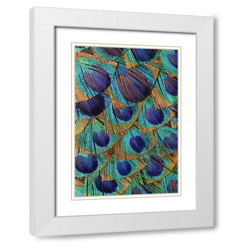 Pattern in peacock feathers White Modern Wood Framed Art Print with Double Matting by Jones, Adam