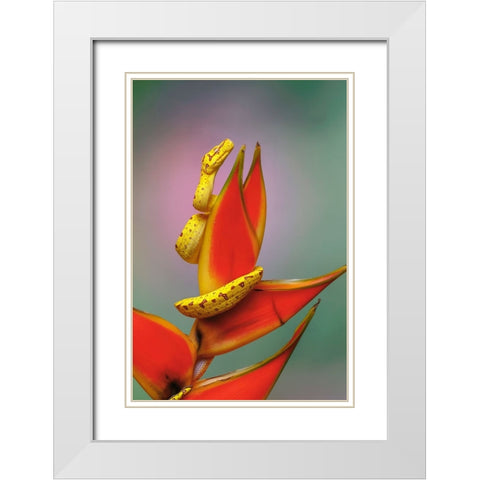 Juvenile Green tree python White Modern Wood Framed Art Print with Double Matting by Jones, Adam