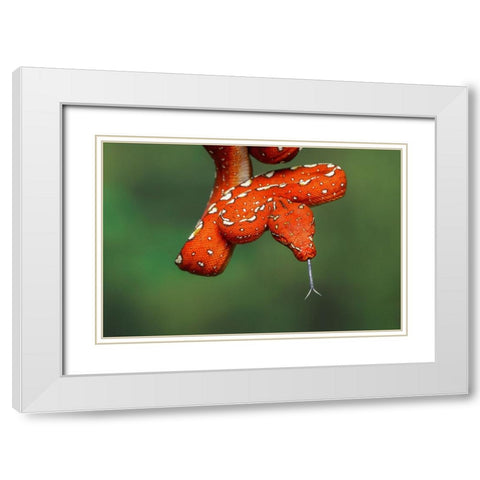 Juvenile Green tree python White Modern Wood Framed Art Print with Double Matting by Jones, Adam