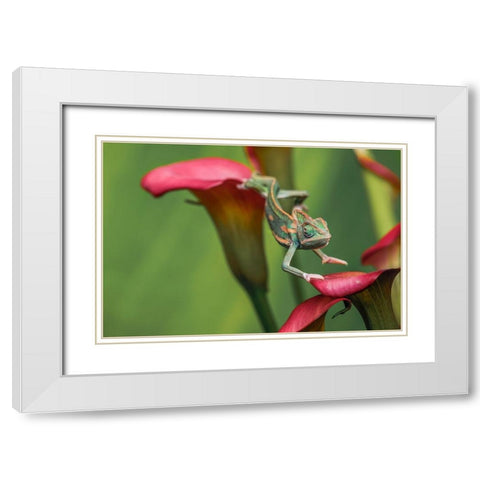 Veiled chameleon White Modern Wood Framed Art Print with Double Matting by Jones, Adam