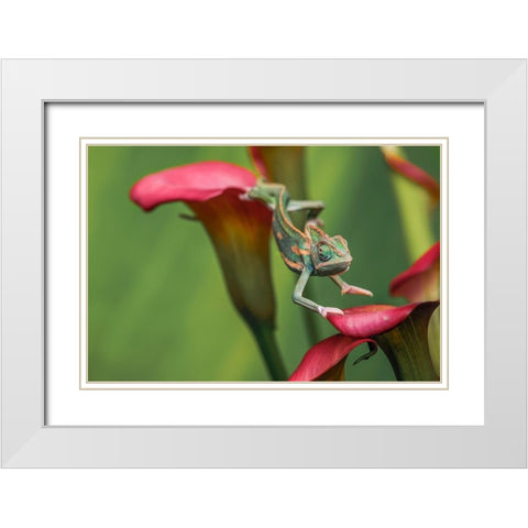 Veiled chameleon White Modern Wood Framed Art Print with Double Matting by Jones, Adam